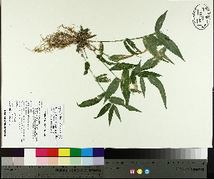  ( - TJD-361)  @11 [ ] CreativeCommons - Attribution Non-Commercial (2014) MTMG McGill University Herbarium