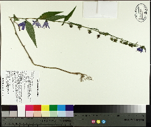  ( - TJD-362)  @11 [ ] CreativeCommons - Attribution Non-Commercial (2014) MTMG McGill University Herbarium