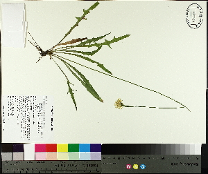  ( - TJD-363)  @11 [ ] CreativeCommons - Attribution Non-Commercial (2014) MTMG McGill University Herbarium