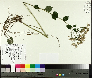 ( - TJD-367)  @11 [ ] CreativeCommons - Attribution Non-Commercial (2014) MTMG McGill University Herbarium