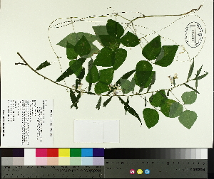  ( - TJD-371)  @11 [ ] CreativeCommons - Attribution Non-Commercial (2014) MTMG McGill University Herbarium