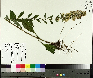  ( - TJD-375)  @11 [ ] CreativeCommons - Attribution Non-Commercial (2014) MTMG McGill University Herbarium