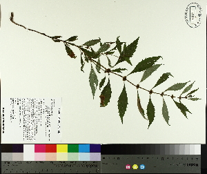  ( - TJD-379)  @11 [ ] CreativeCommons - Attribution Non-Commercial (2014) MTMG McGill University Herbarium