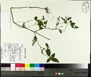  ( - TJD-380)  @11 [ ] CreativeCommons - Attribution Non-Commercial (2014) MTMG McGill University Herbarium