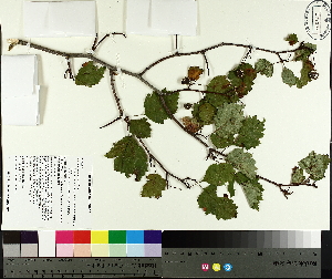  ( - TJD-386)  @11 [ ] CreativeCommons - Attribution Non-Commercial (2014) MTMG McGill University Herbarium