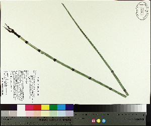  (Equisetum hyemale subsp. affine - TJD-506)  @11 [ ] CreativeCommons - Attribution Non-Commercial (2014) MTMG McGill University Herbarium