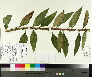  ( - TJD-412)  @11 [ ] CreativeCommons - Attribution Non-Commercial (2014) MTMG McGill University Herbarium