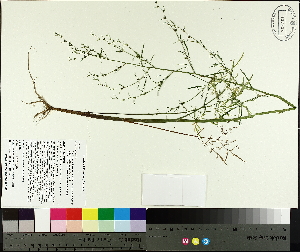  ( - TJD-413)  @11 [ ] CreativeCommons - Attribution Non-Commercial (2014) MTMG McGill University Herbarium