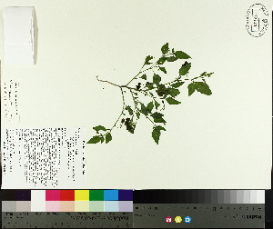  ( - TJD-415)  @11 [ ] CreativeCommons - Attribution Non-Commercial (2014) MTMG McGill University Herbarium