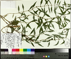  ( - TJD-421)  @11 [ ] CreativeCommons - Attribution Non-Commercial (2014) MTMG McGill University Herbarium