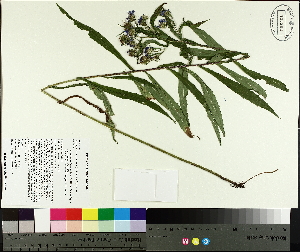  ( - TJD-433)  @11 [ ] CreativeCommons - Attribution Non-Commercial (2014) MTMG McGill University Herbarium