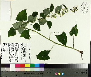  (Nabalus altissimus - TJD-434)  @11 [ ] CreativeCommons - Attribution Non-Commercial (2014) MTMG McGill University Herbarium