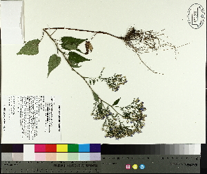  ( - TJD-438)  @11 [ ] CreativeCommons - Attribution Non-Commercial (2014) MTMG McGill University Herbarium