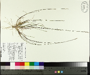  (Sporobolus vaginiflorus - TJD-439)  @11 [ ] CreativeCommons - Attribution Non-Commercial (2014) MTMG McGill University Herbarium