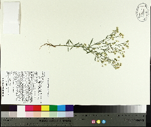  ( - TJD-445)  @11 [ ] CreativeCommons - Attribution Non-Commercial (2014) MTMG McGill University Herbarium