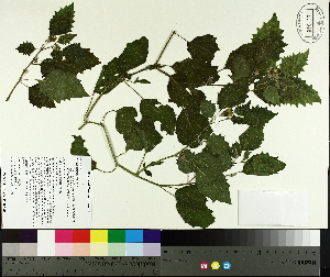  ( - TJD-450)  @11 [ ] CreativeCommons - Attribution Non-Commercial (2014) MTMG McGill University Herbarium