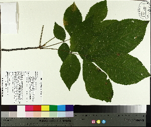  ( - TJD-453)  @11 [ ] CreativeCommons - Attribution Non-Commercial (2014) MTMG McGill University Herbarium