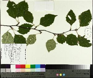 ( - TJD-461)  @11 [ ] CreativeCommons - Attribution Non-Commercial (2014) MTMG McGill University Herbarium