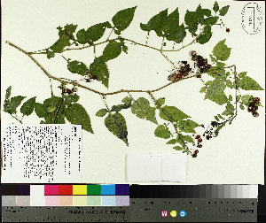  ( - TJD-463)  @11 [ ] CreativeCommons - Attribution Non-Commercial (2014) MTMG McGill University Herbarium