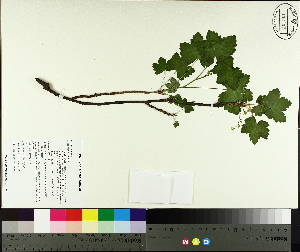  ( - TJD-546)  @11 [ ] CreativeCommons - Attribution Non-Commercial (2014) MTMG McGill University Herbarium