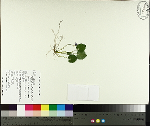  ( - TJD-548)  @11 [ ] CreativeCommons - Attribution Non-Commercial (2014) MTMG McGill University Herbarium