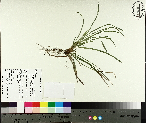 (Carex backii - TJD-553)  @11 [ ] CreativeCommons - Attribution Non-Commercial (2014) MTMG McGill University Herbarium