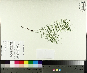  ( - TJD-560)  @11 [ ] CreativeCommons - Attribution Non-Commercial (2014) MTMG McGill University Herbarium