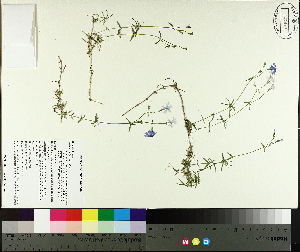  ( - TJD-565)  @11 [ ] CreativeCommons - Attribution Non-Commercial (2014) MTMG McGill University Herbarium