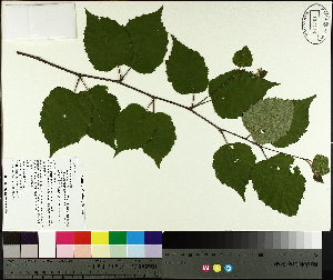  ( - TJD-567)  @11 [ ] CreativeCommons - Attribution Non-Commercial (2014) MTMG McGill University Herbarium