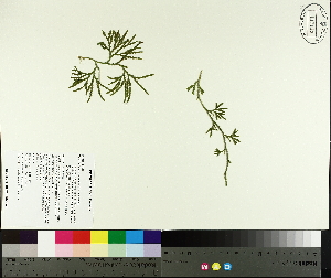  ( - TJD-568)  @11 [ ] CreativeCommons - Attribution Non-Commercial (2014) MTMG McGill University Herbarium