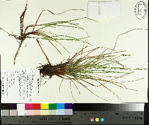  (Carex lucorum - TJD-570)  @11 [ ] CreativeCommons - Attribution Non-Commercial (2014) MTMG McGill University Herbarium