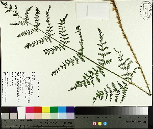 (Dryopteris campyloptera - TJD-574)  @11 [ ] CreativeCommons - Attribution Non-Commercial (2014) MTMG McGill University Herbarium
