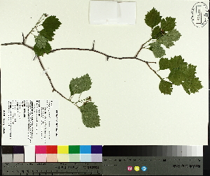  ( - TJD-575)  @11 [ ] CreativeCommons - Attribution Non-Commercial (2014) MTMG McGill University Herbarium