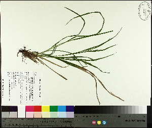  (Carex debilis - TJD-577)  @11 [ ] CreativeCommons - Attribution Non-Commercial (2014) MTMG McGill University Herbarium