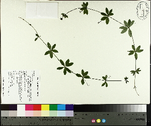  ( - TJD-580)  @11 [ ] CreativeCommons - Attribution Non-Commercial (2014) MTMG McGill University Herbarium