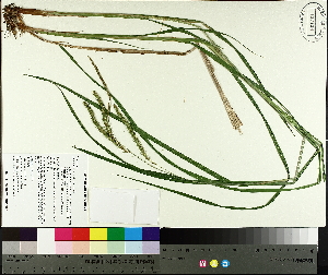  (Carex crinita var. crinita - TJD-583)  @11 [ ] CreativeCommons - Attribution Non-Commercial (2014) MTMG McGill University Herbarium
