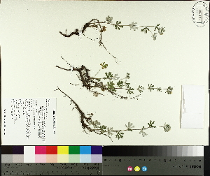  ( - TJD-588)  @11 [ ] CreativeCommons - Attribution Non-Commercial (2014) MTMG McGill University Herbarium