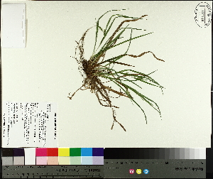  (Carex digitalis - TJD-589)  @11 [ ] CreativeCommons - Attribution Non-Commercial (2014) MTMG McGill University Herbarium