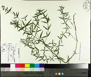  ( - TJD-597)  @11 [ ] CreativeCommons - Attribution Non-Commercial (2014) MTMG McGill University Herbarium