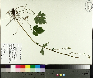  ( - TJD-598)  @11 [ ] CreativeCommons - Attribution Non-Commercial (2014) MTMG McGill University Herbarium