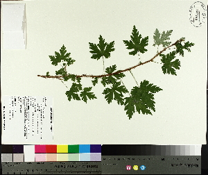  ( - TJD-616)  @11 [ ] CreativeCommons - Attribution Non-Commercial (2014) MTMG McGill University Herbarium