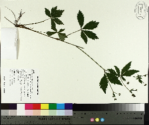  ( - TJD-621)  @11 [ ] CreativeCommons - Attribution Non-Commercial (2014) MTMG McGill University Herbarium