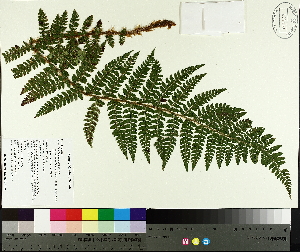  ( - TJD-642)  @11 [ ] CreativeCommons - Attribution Non-Commercial (2014) MTMG McGill University Herbarium