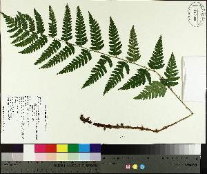  ( - TJD-650)  @11 [ ] CreativeCommons - Attribution Non-Commercial (2014) MTMG McGill University Herbarium