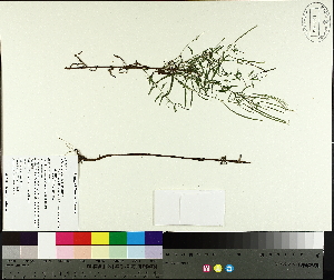  (Epilobium leptophyllum - TJD-653)  @11 [ ] CreativeCommons - Attribution Non-Commercial (2014) MTMG McGill University Herbarium