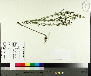  ( - TJD-656)  @11 [ ] CreativeCommons - Attribution Non-Commercial (2014) MTMG McGill University Herbarium