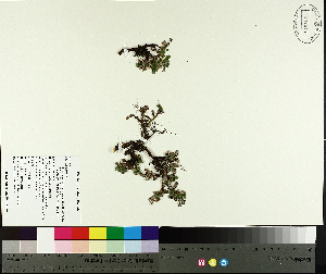  ( - TJD-666)  @11 [ ] CreativeCommons - Attribution Non-Commercial (2014) MTMG McGill University Herbarium