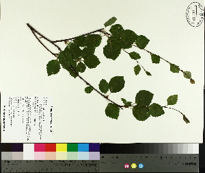  (Betula minor - TJD-677)  @11 [ ] CreativeCommons - Attribution Non-Commercial (2014) MTMG McGill University Herbarium