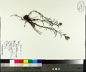  ( - TJD-681)  @11 [ ] CreativeCommons - Attribution Non-Commercial (2014) MTMG McGill University Herbarium
