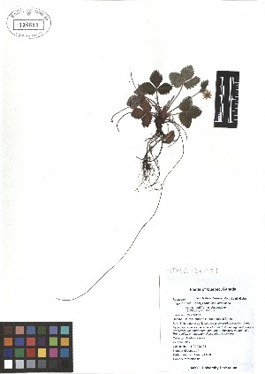  ( - TJD-001)  @11 [ ] CreativeCommons - Attribution Non-Commercial (2013) MTMG McGill Herbarium